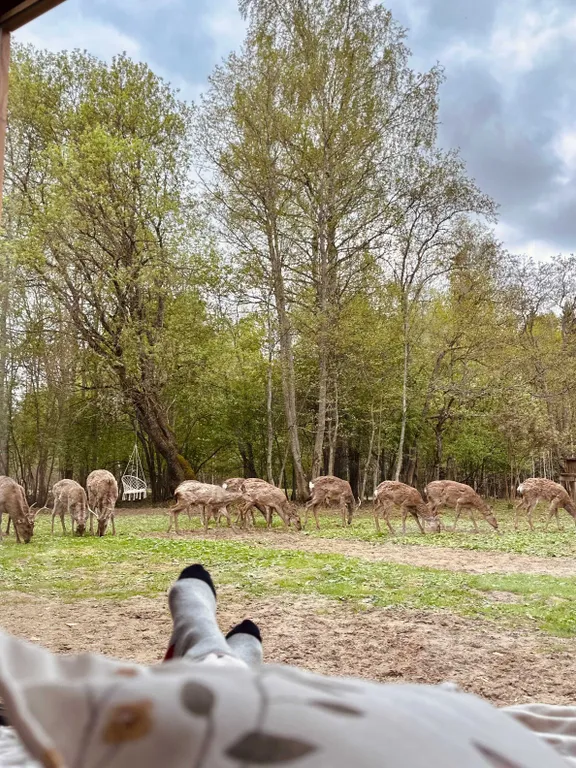 Домик в лесу с пятнистыми оленями и кроликами