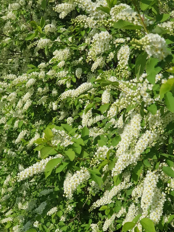 Коттедж FLIGELMUZ (Загородный Музыкальный Флигель). — Северская