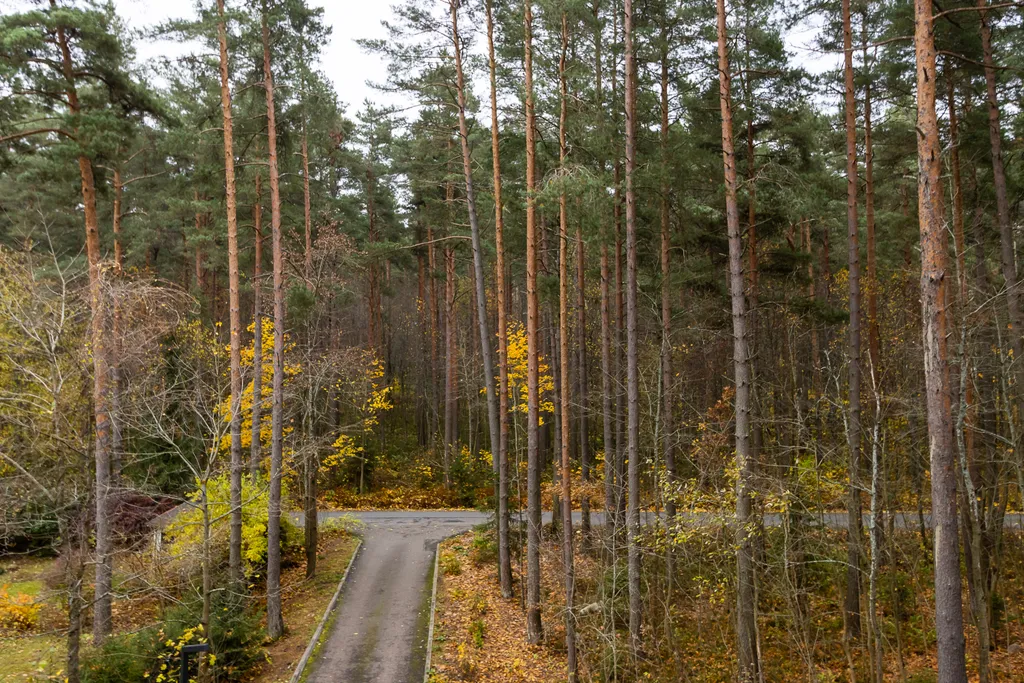 Студия Колосья с качелью на балконе и видом на сосны