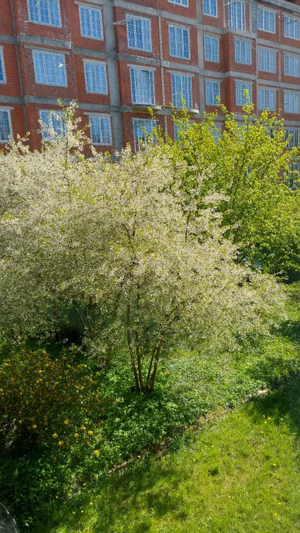 Квартира Квартира в районе Амалиенау — Калининград