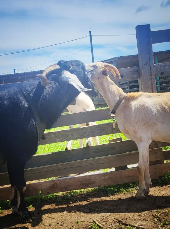 Уютный домик на семейной экоферме