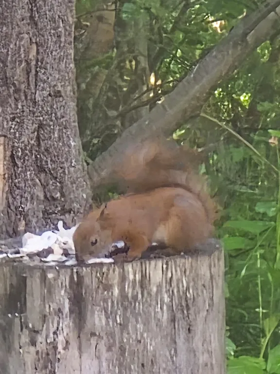 Коттедж Коттедж Лес хрустальной песни — Архыз