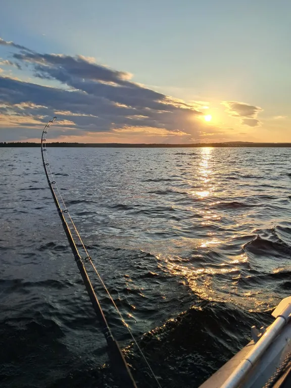 Мелодия леса