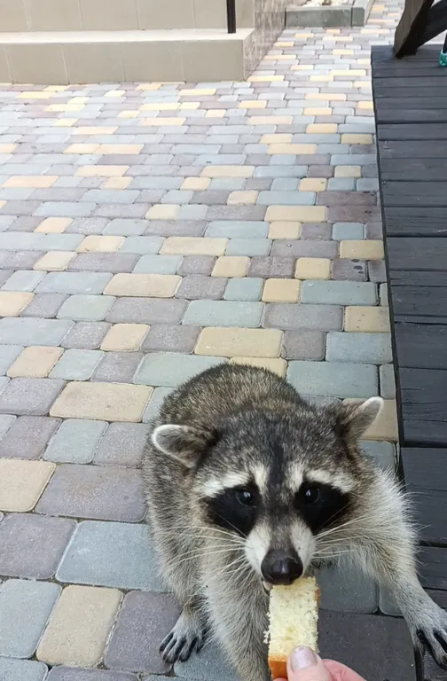 Коттедж Дом у моря посуточно с  бассейном Пляхо — Пляхо