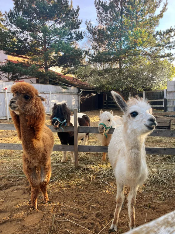 Втерем-ок уютный дом с баней на дровах и чаном, альпаки и лошадки