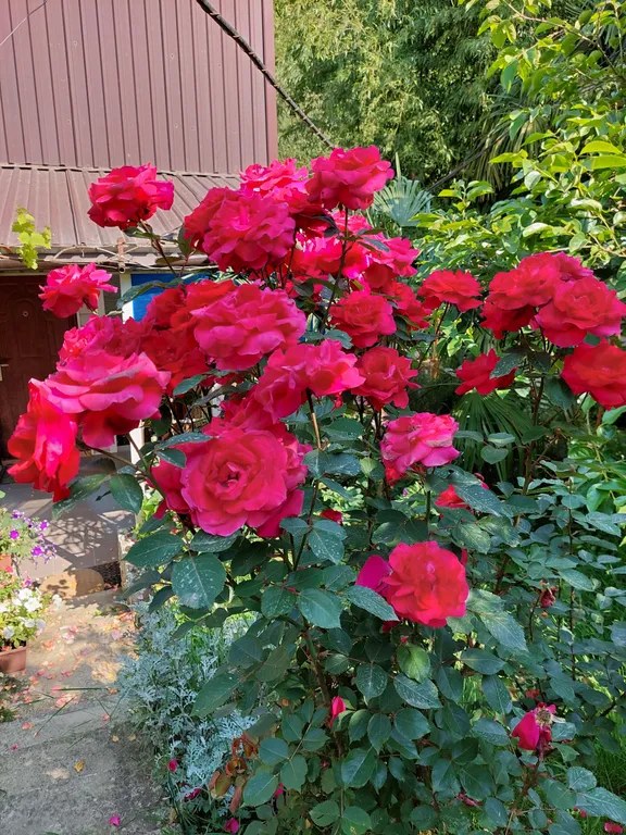 Дом в бамбуках в 500 метрах от моря