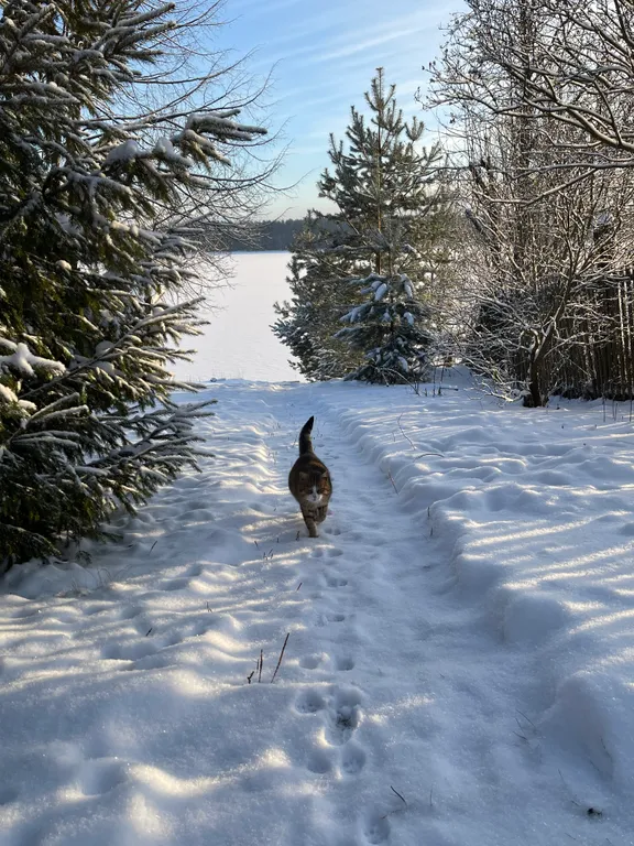 Дом с баней на берегу реки Волга с большой территорией
