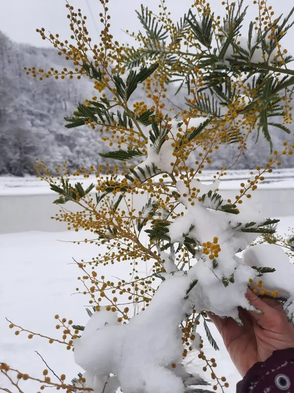 Квартира Комната — Лазаревское