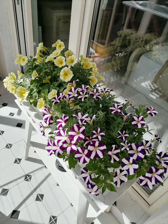 Квартира Видовая квартира — Светлогорск