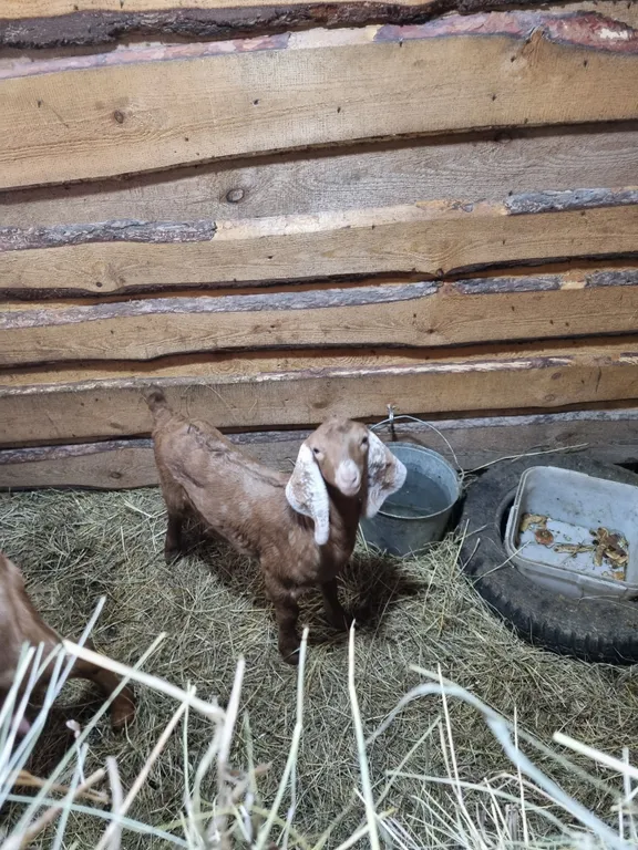 Коттедж Домик в деревне — Соколова