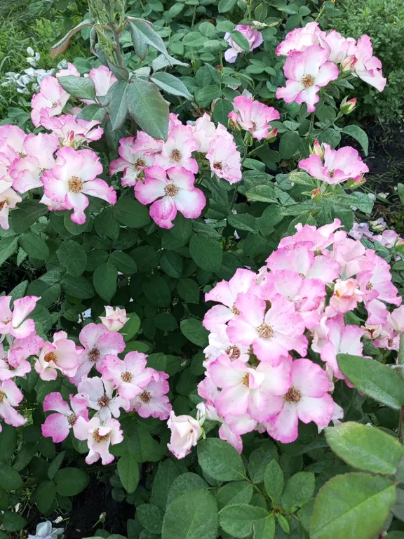 Уютная дача посуточно для семейного отдыха, ночлега