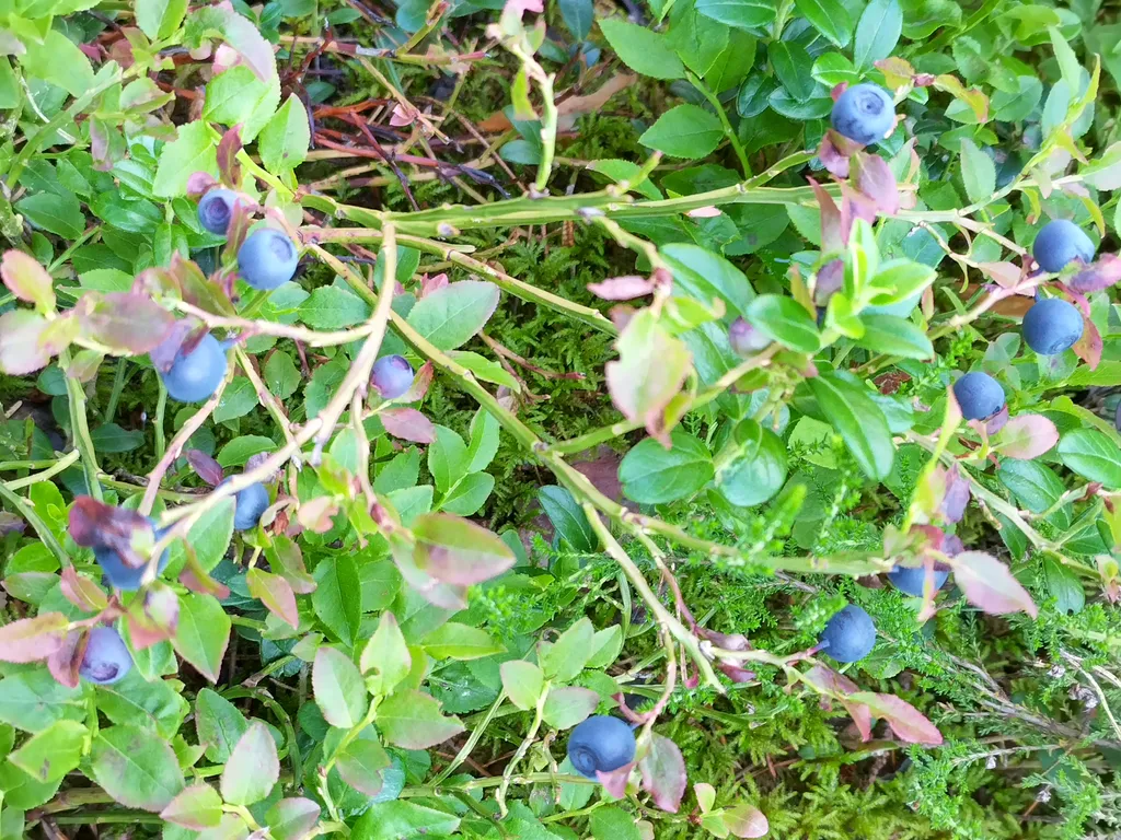 Дом на берегу Вышневолоцкого водохранилища