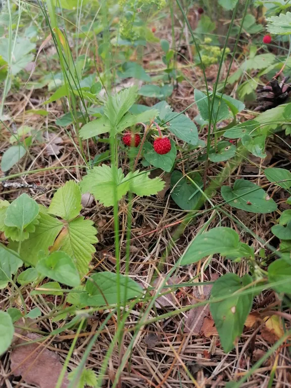 Домик на горе