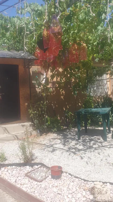 Виноградная Лоза