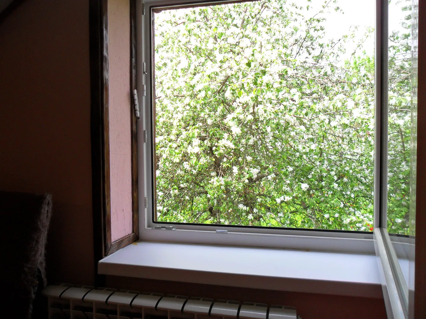 Вид из окна спальни на цветущий сад