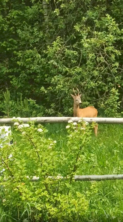 Новый уютный теплый домик с баней возле леса в 7 километрах от Гродно