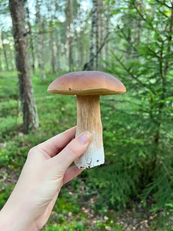 Уютный дом с чаном Эко дуб