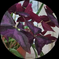 Татьяна Цимоде