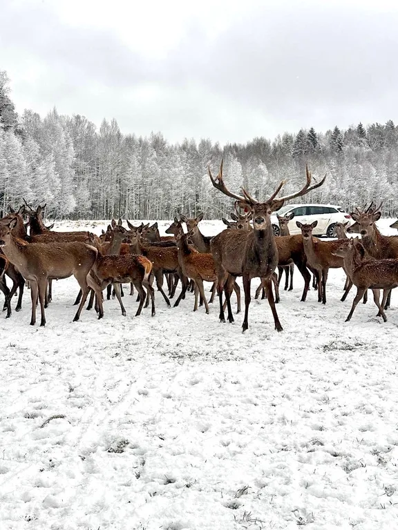 4-комнатный Дом