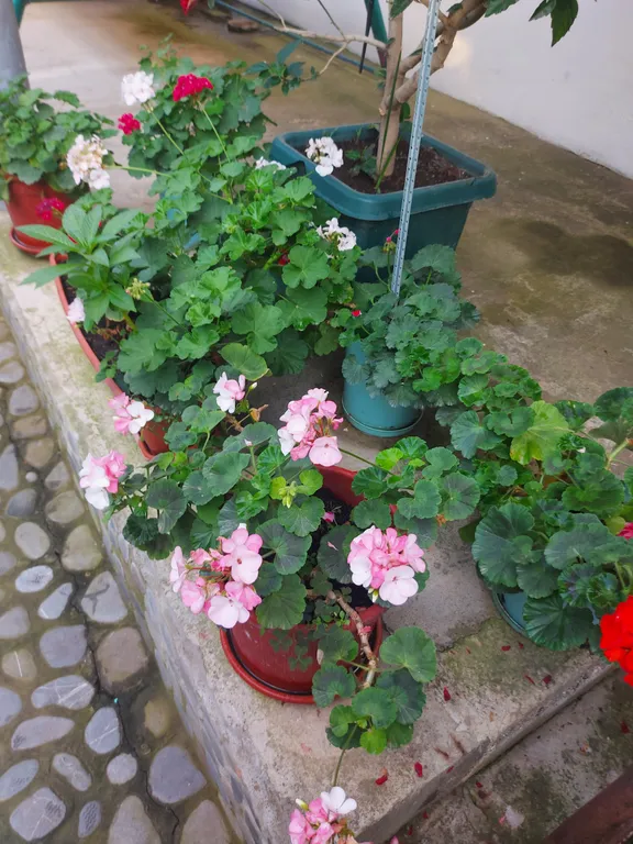 Коттедж с тапчаном