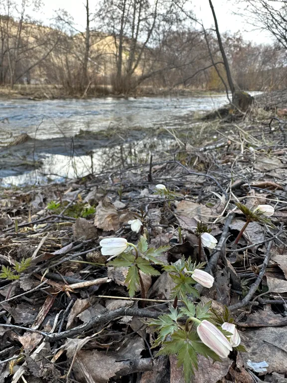 Видовой дом в лесу