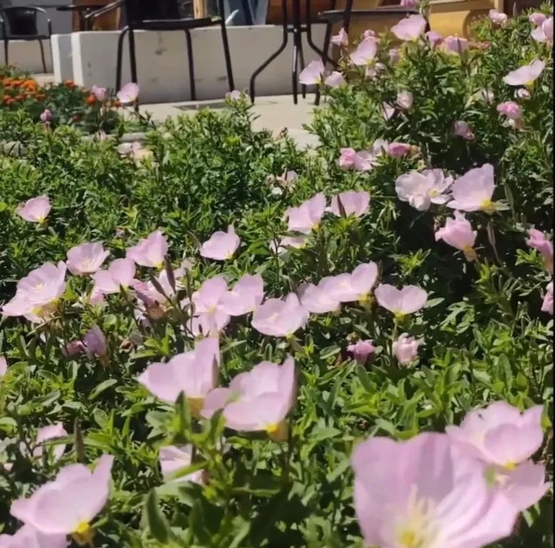 Уютные Гостевые дома на берегу Черного моря Песчаный Рай