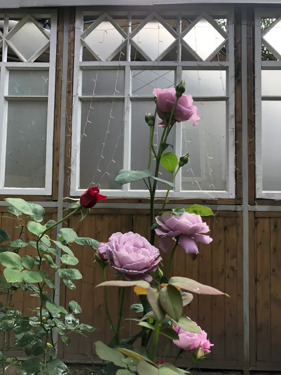 ТеремОК, дизайн сказки с финской сауной и мангал-олень