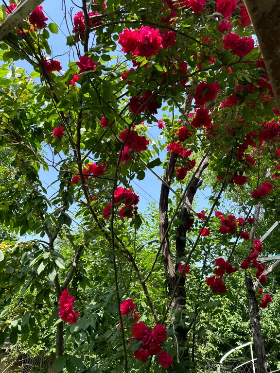 Трёхместный стандартный номер