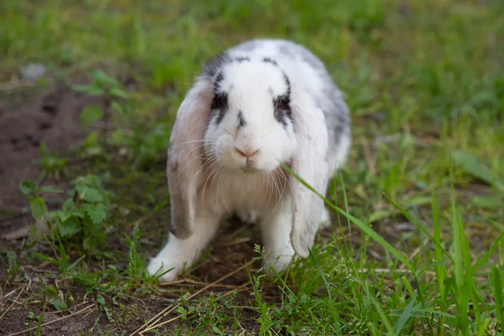 Вилла в Беларуси на озере Мядель