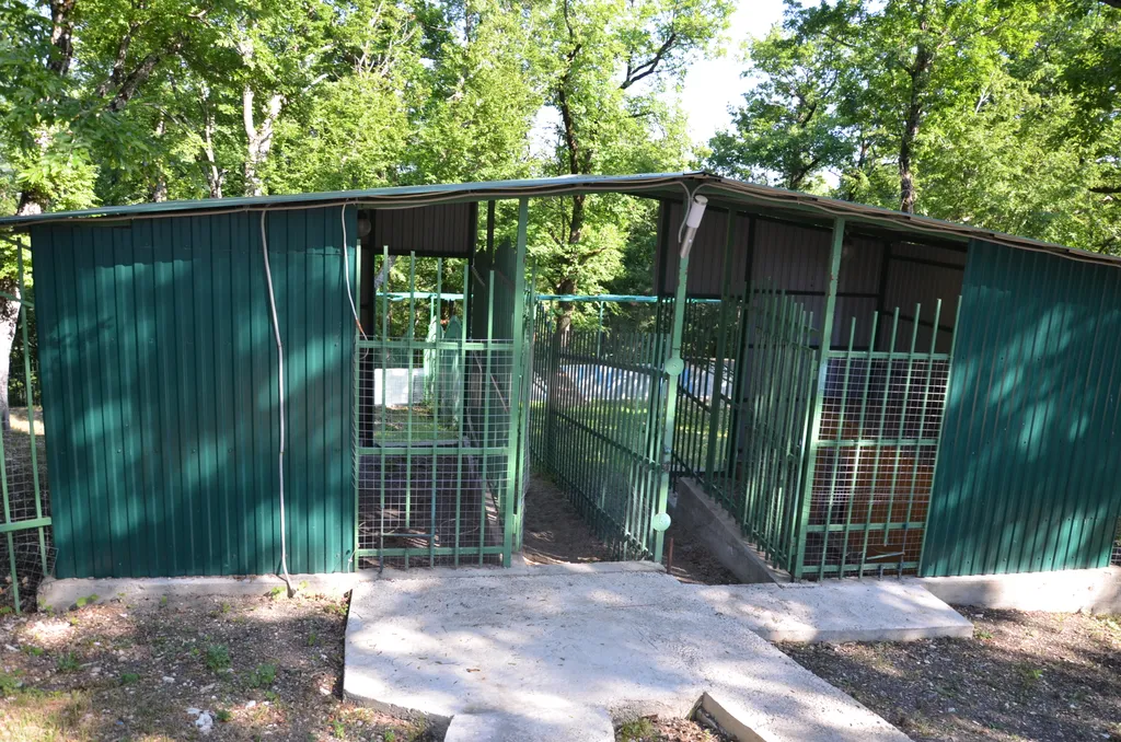 Бревенчатый дом в лесу с бассейном