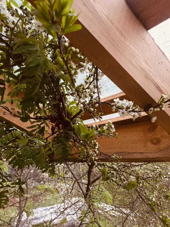 Три галки с мансардой