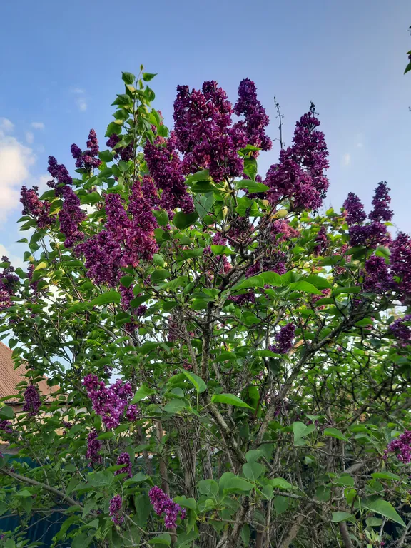 Уютный особняк