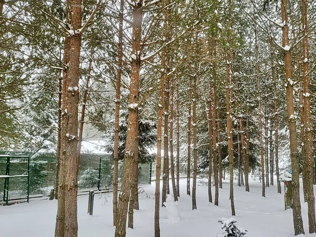 Уютный дом в лесу на 3 семьи