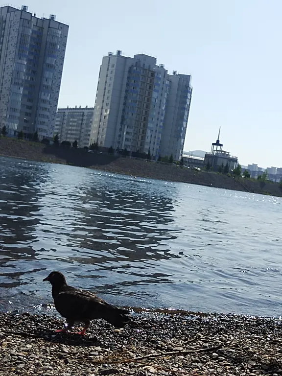 Квартира Большая квартира на набережной Енисея с пляжем — Красноярск