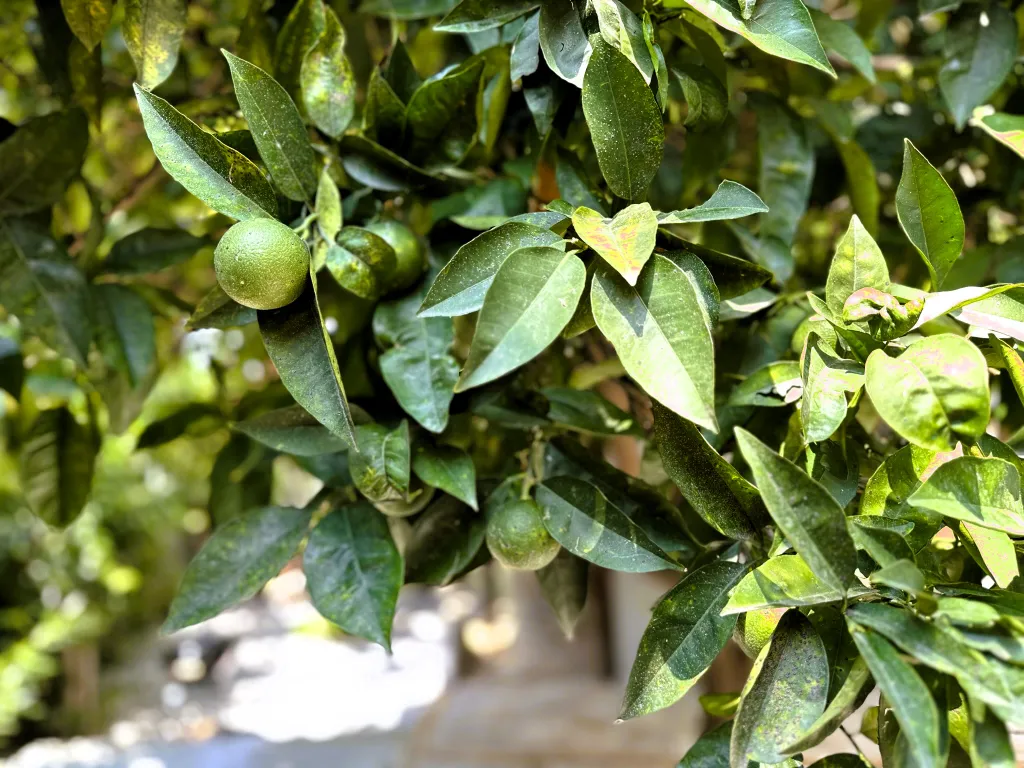 Аланья, квартира со своим бассейном и садом, до моря 7 минут