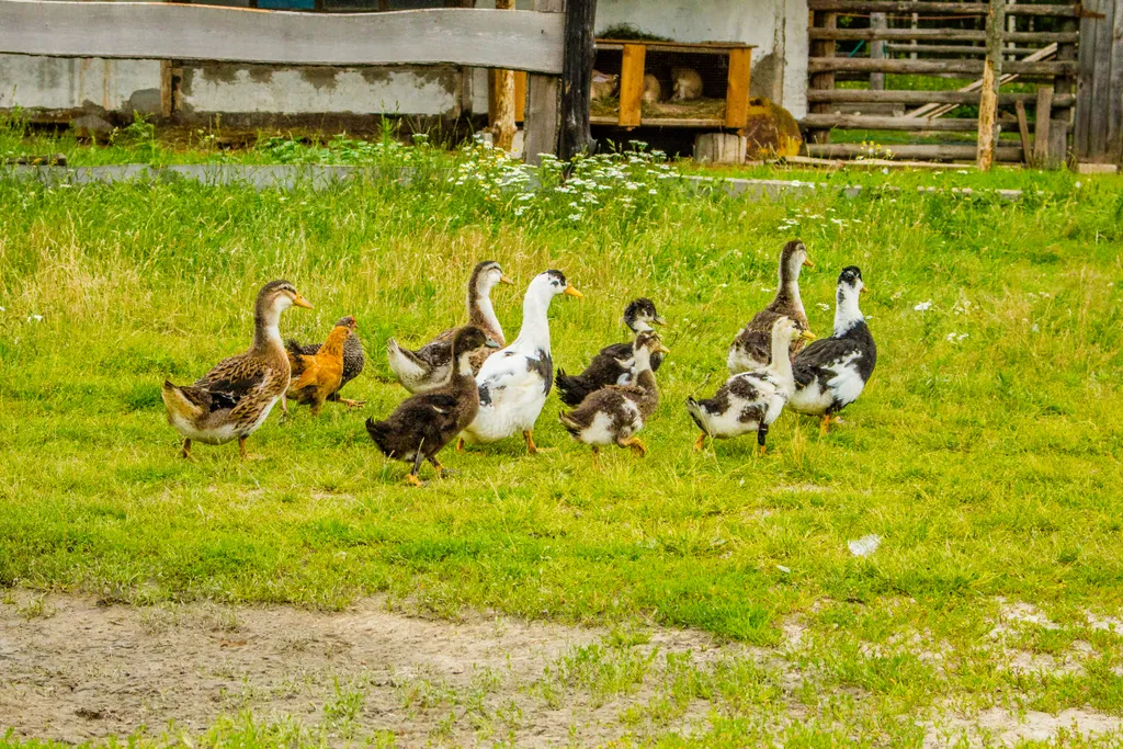 5-комнатный Дом