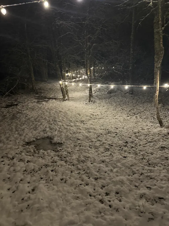 Просторный дом с видом на настоящий лес