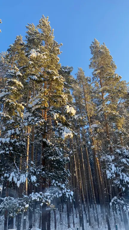 Дом с чаном среди соснового леса