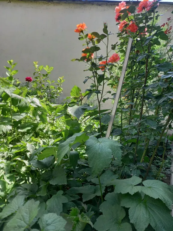 Апартаменты Регистан