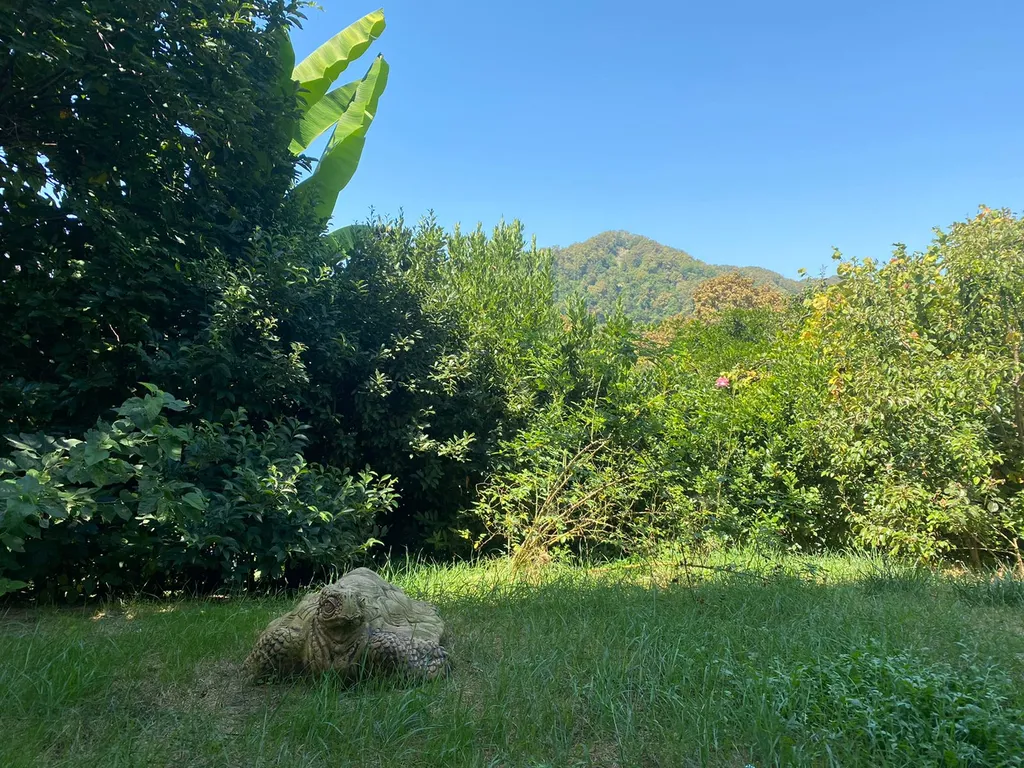 Коттедж Уютный дом в тихом и красивом месте с видом на горы — Сочи