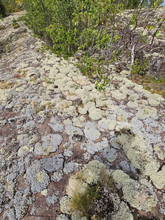 Малый дом на медовом ранчо в Карелии - отдых с пользой для здоровья
