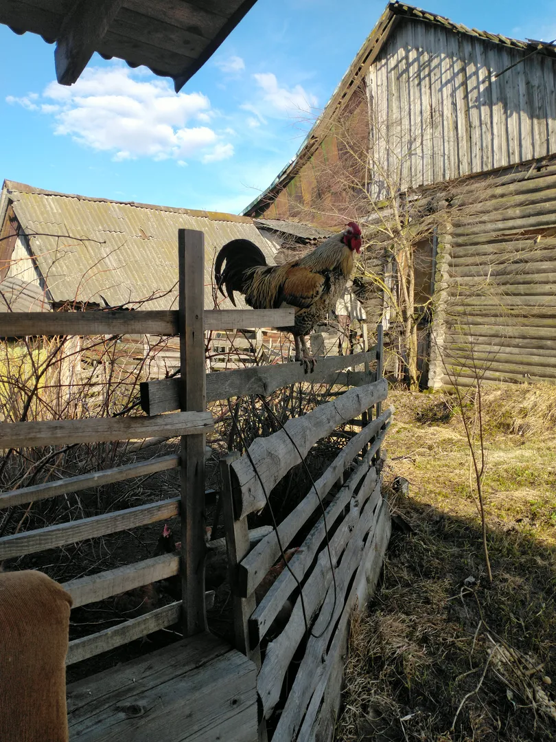 Контактный зоопарк)