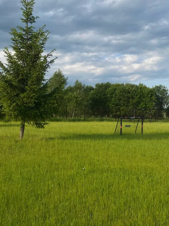 Виноградная лоза