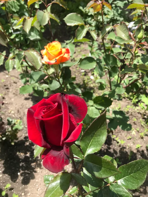 Коттедж Часть Дома с двориком — Кисловодск