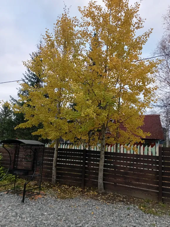 Дом Ирбис с сауной