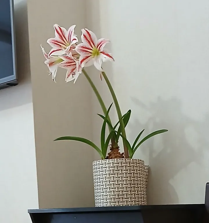 Чистая и уютная квартира