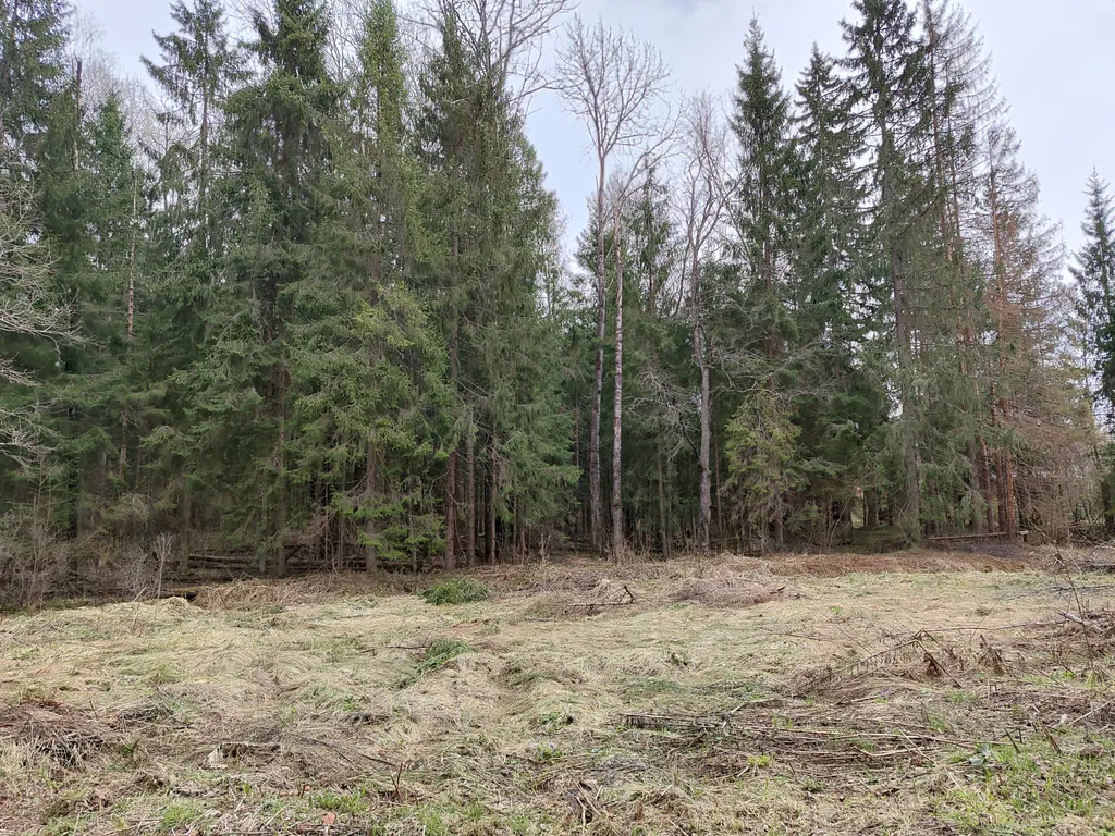 Уютный дом в окружении леса