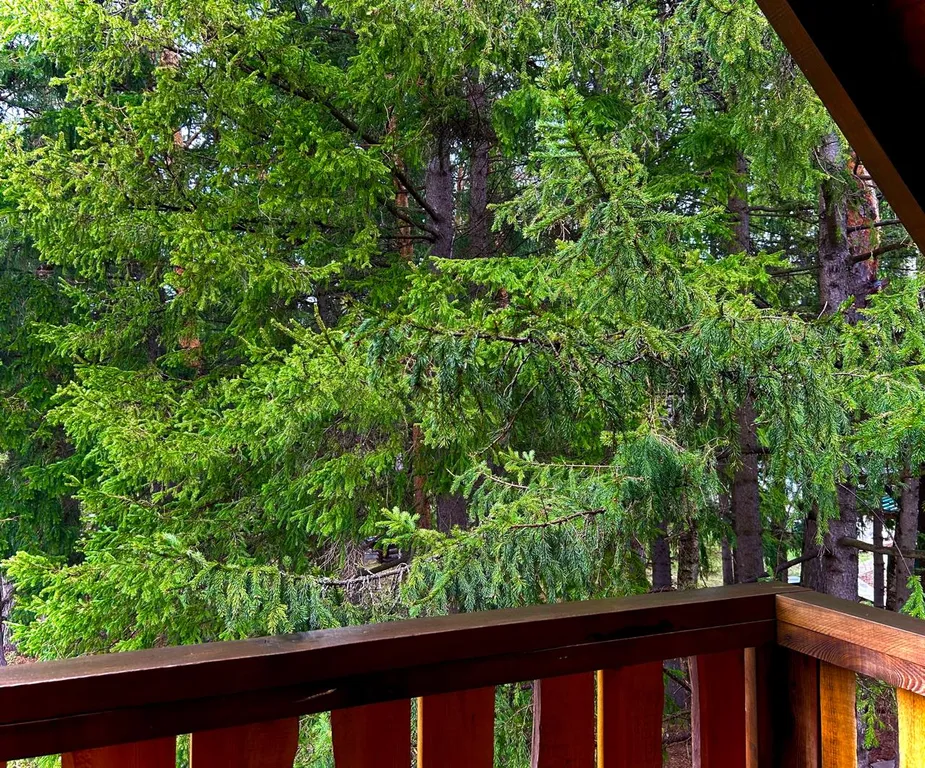 Коттедж с сауной на участке с хвойным лесом поблизости от Красноярска