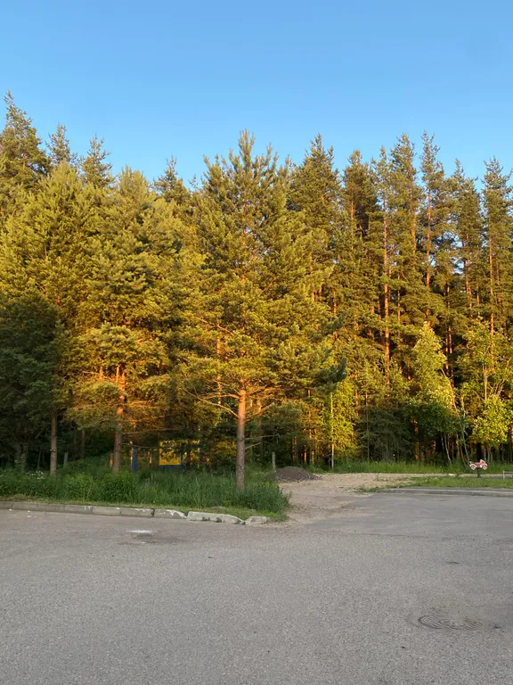 Рядом с лесом