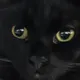 Антон